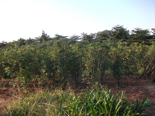 桂花树